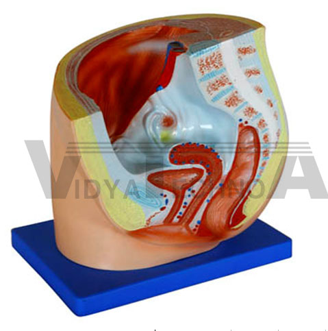 Female Pelvis Section Pharmaceutical and Anatomical Model Gifts